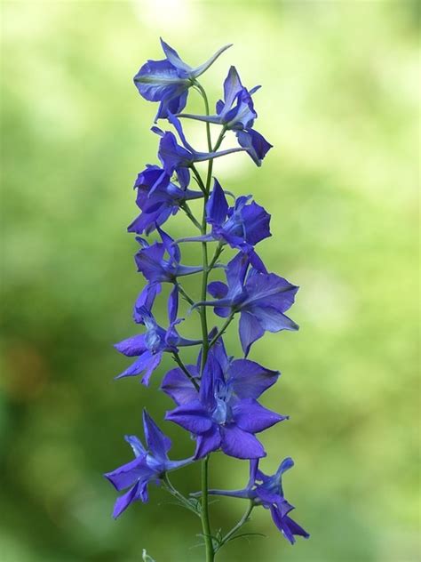 釘子花植物|千鳥草の植物図鑑（検索結果）｜みんなの趣味の園